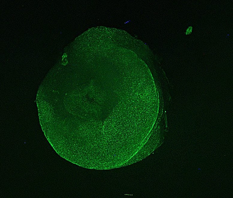 Microscopy of Cell Differentiation in Tube Foot