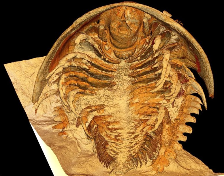 Microtomographic Reconstruction of the Trilobite Gigoutella mauretanica in Ventral View