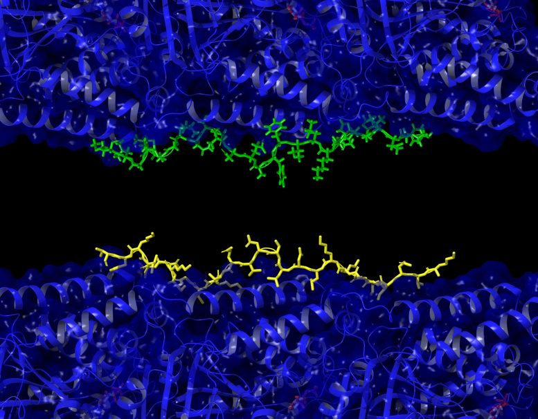 Microtubules With Tau and A Beta Proteins