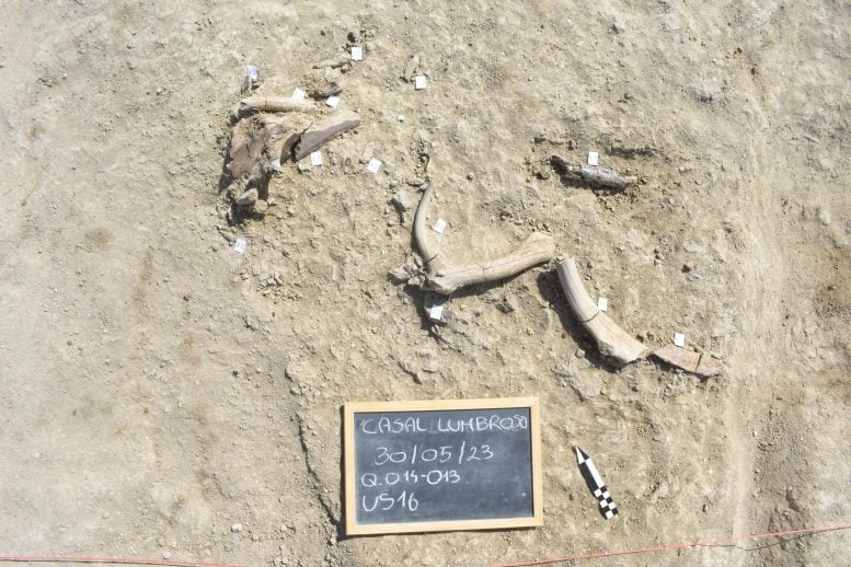 Elephant Bones Near Rome Reveal a Lost Chapter of Human Ingenuity