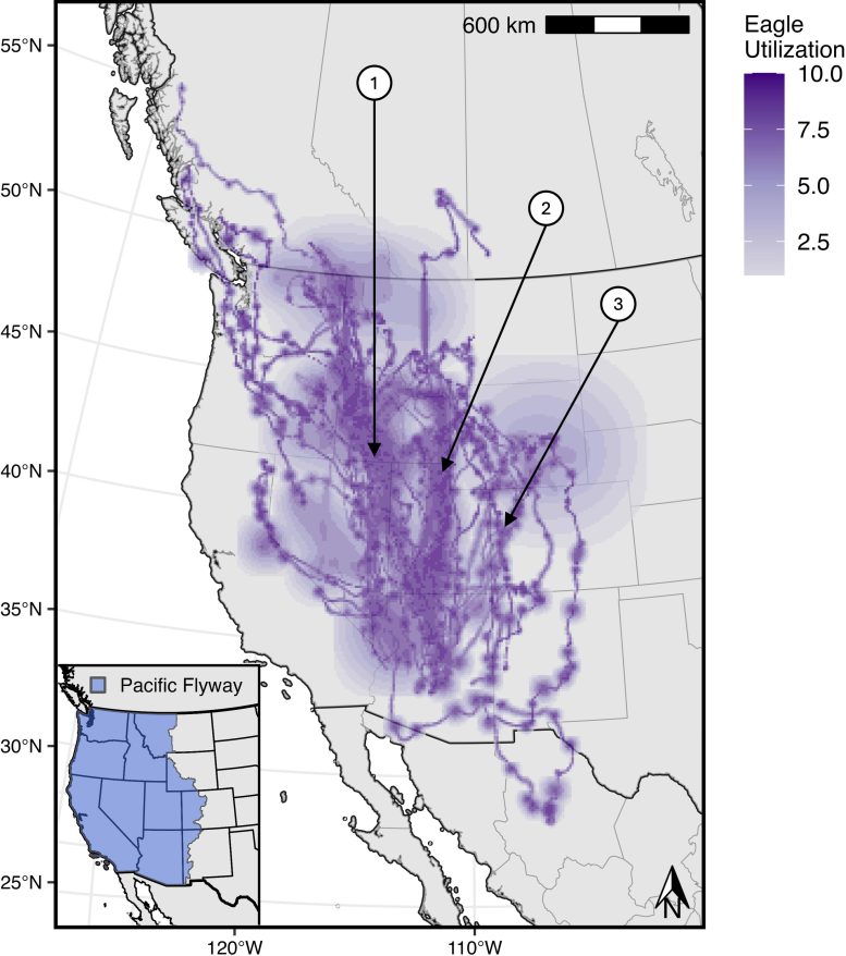 Migration Map Showing Eagle Movements