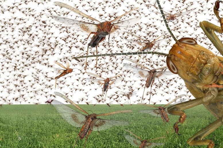 Scientists Found a Way to Make Crops Unappetizing to Locusts