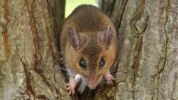 Milder Winters Have Led to Physical Alterations in Two Species of Mice