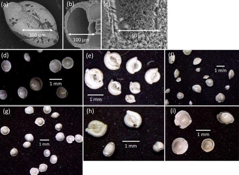 Miliolida foraminifera