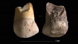 Milk-Tooth Found in the Vicinity of Riparo Del Broion, Veneto, Italy