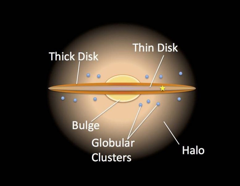 Milky Way Thin and Thick Discs