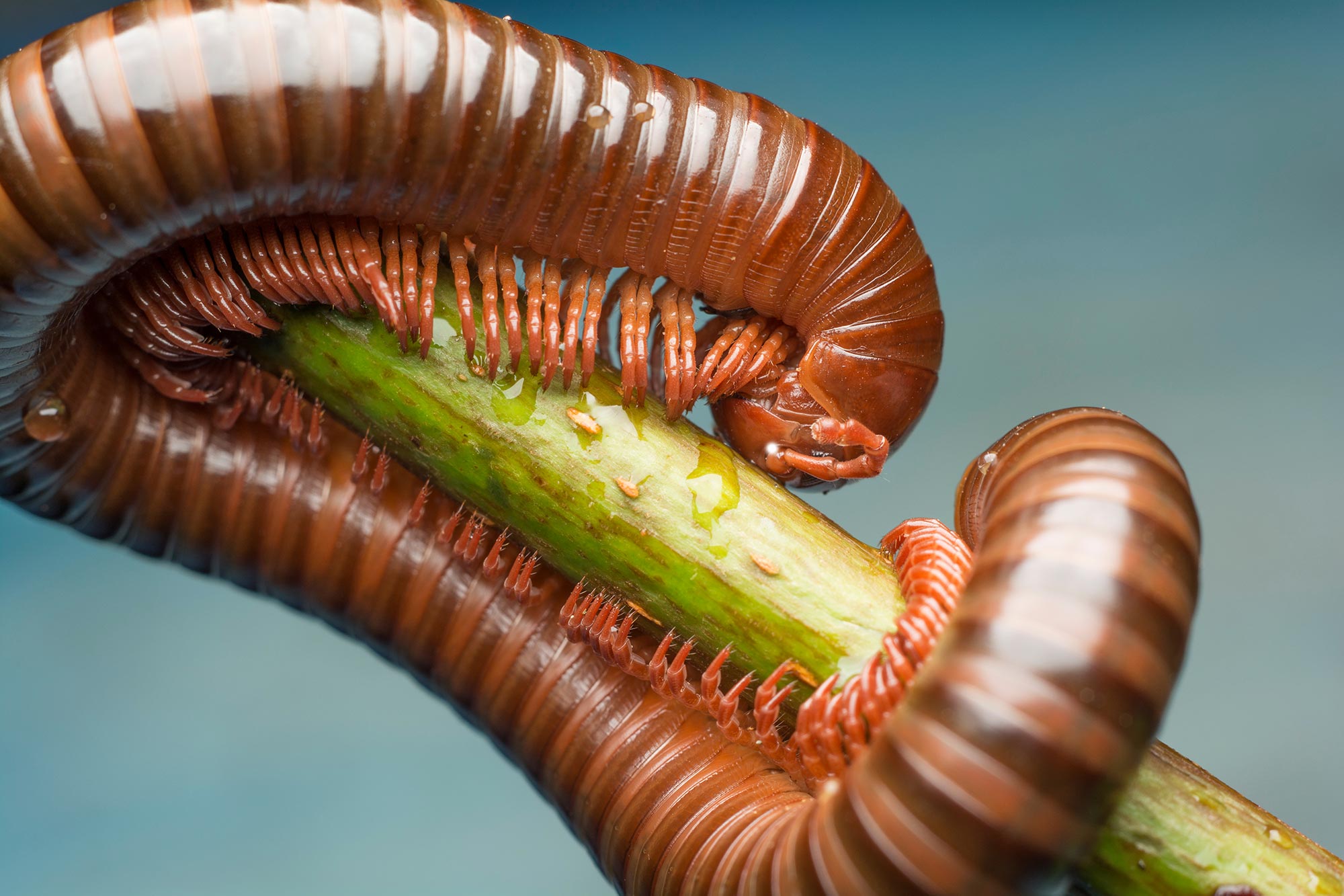 Close-up of a Millipede