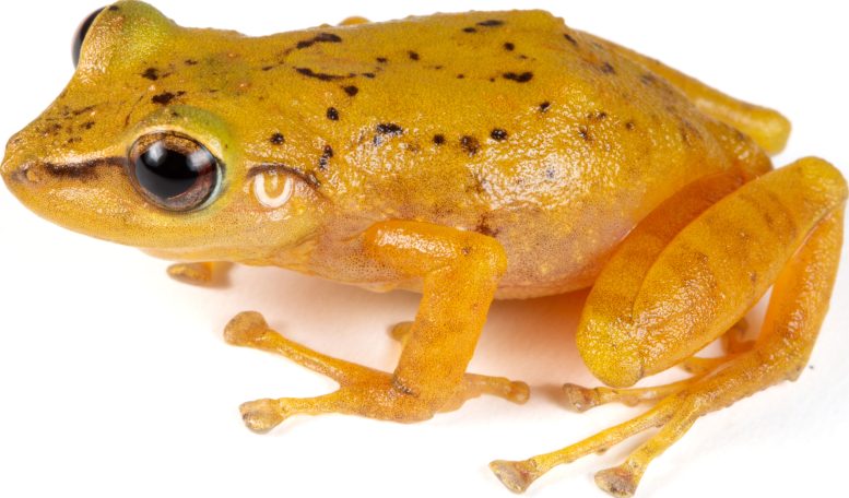 Milpe Robber Frog