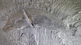 Mineralogical Signature for Burgess Shale–Type Fossilization