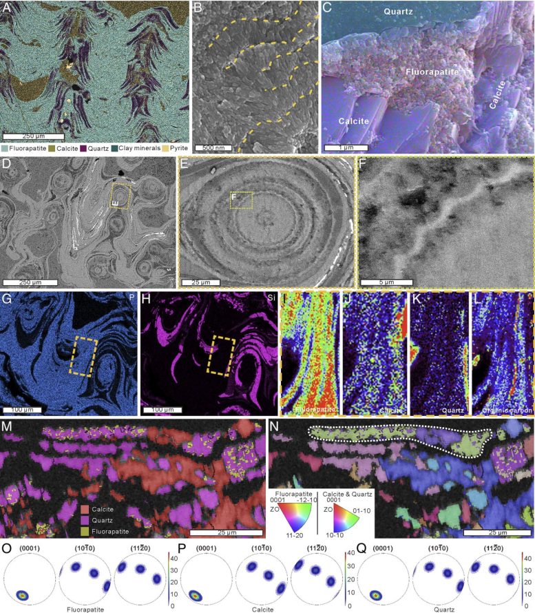 Mineralogical and Micro Scaled Features of Lophiostroma leizunia