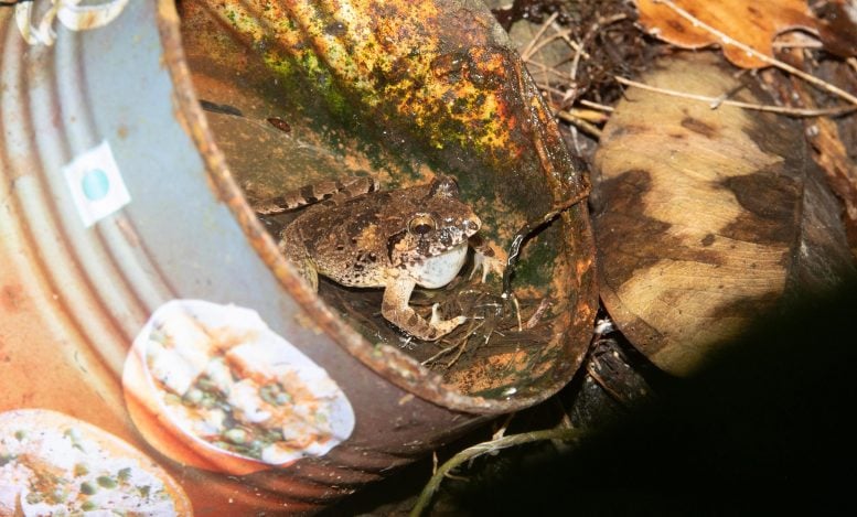 Minervarya charlesdarwini in Tin Can