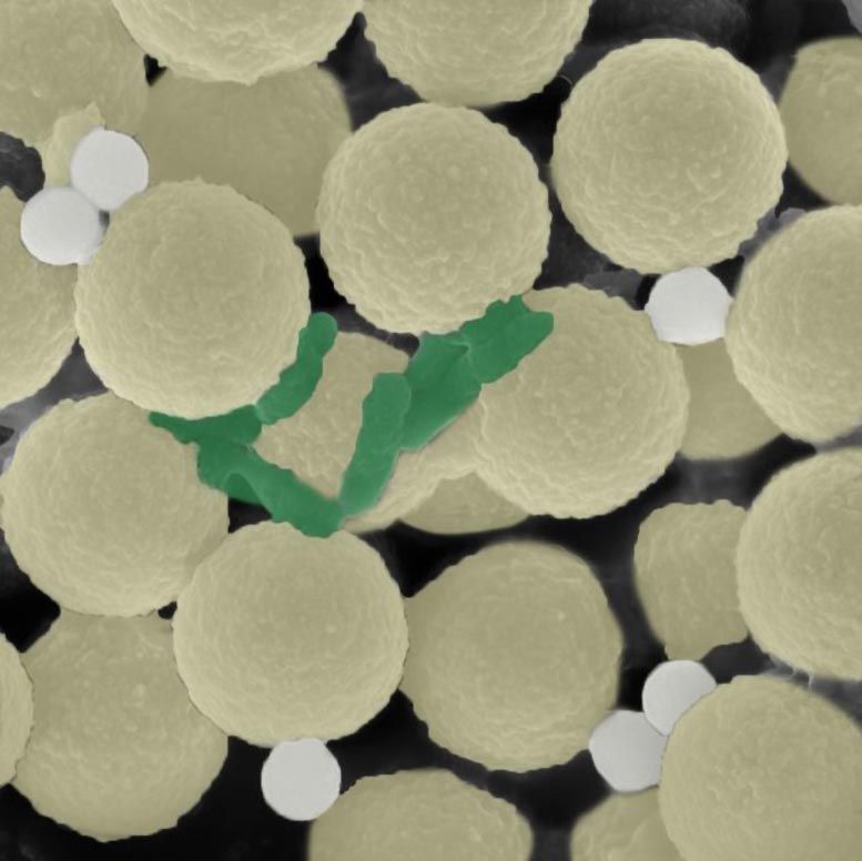 Miniature Robots Clean Up Microplastics and Microbes