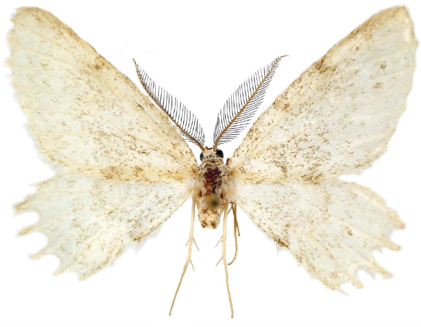 Scientists Discover Mysterious New Moth Species in Europe