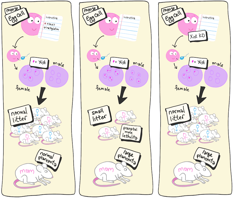 Miscarriage Rescue in Mice