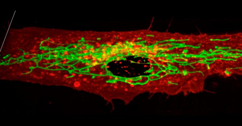 Mitochondria Form Complex Tubular Networks