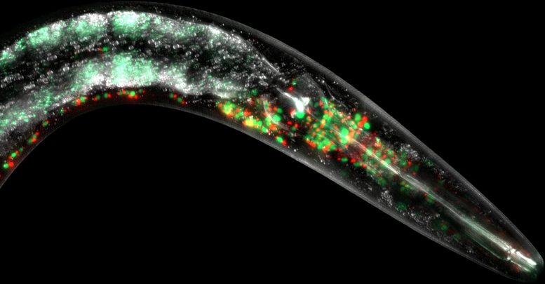 Mitochondria Live Worm