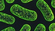 Mitochondria NIH