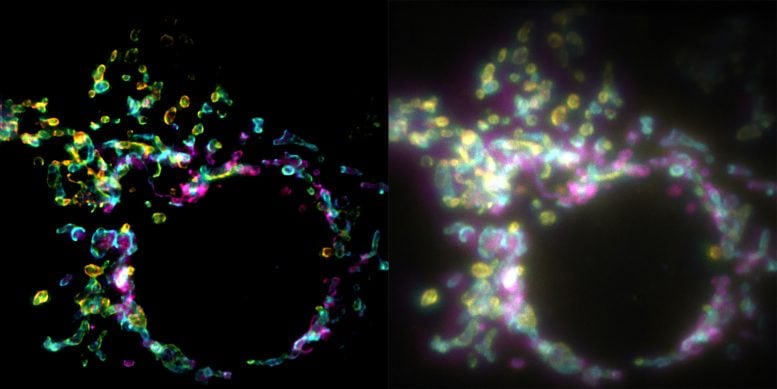 Mitochondrial Outer Membrane Using SPIFFI Versus Widefield Microscopy