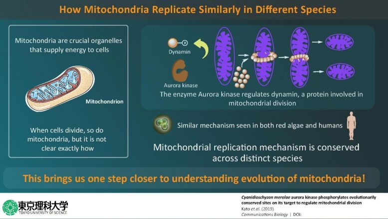Mitochondrial Replication