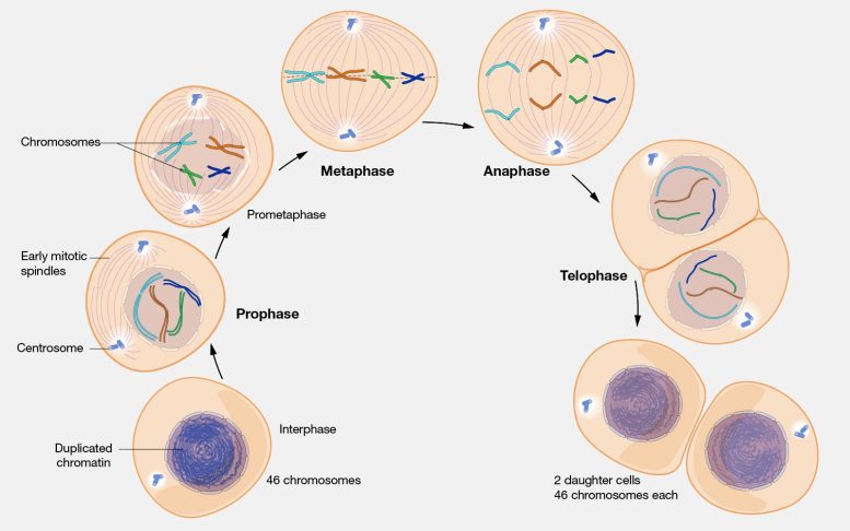 Illustrazione del processo di divisione cellulare della mitosi