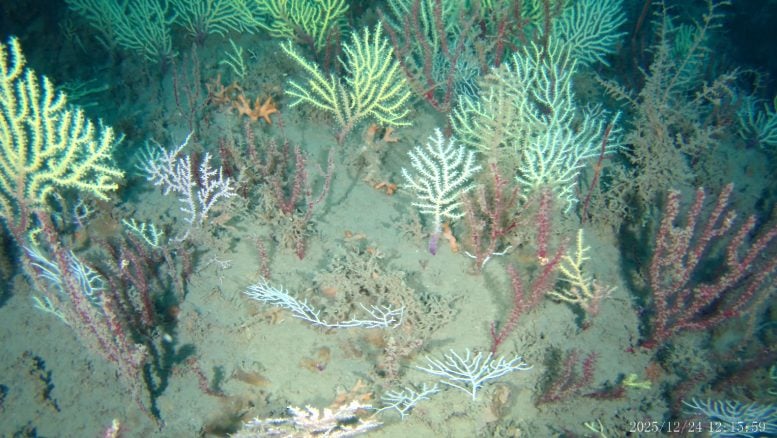 Mixed Deep Sea Coral Community