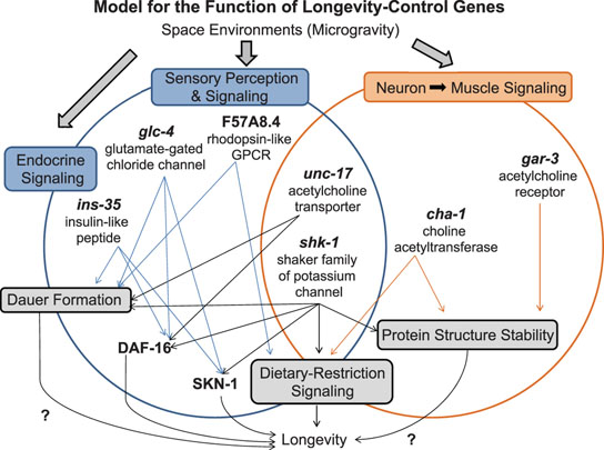 Model for the action of longevity-control genes whose expressions are suppressed by spaceflight