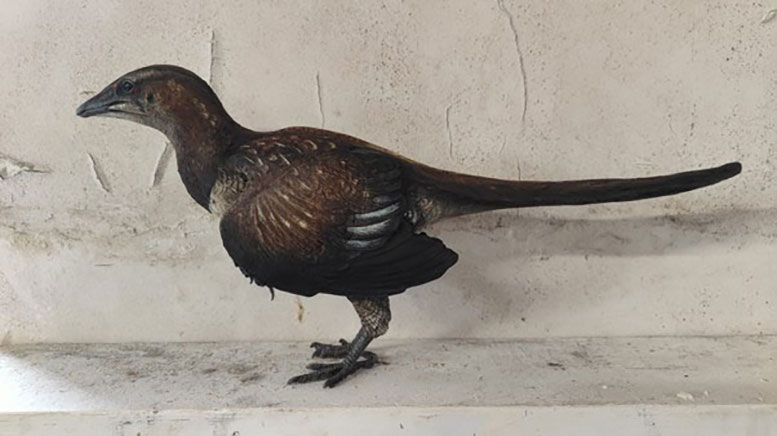 Model of Archaeopteryx