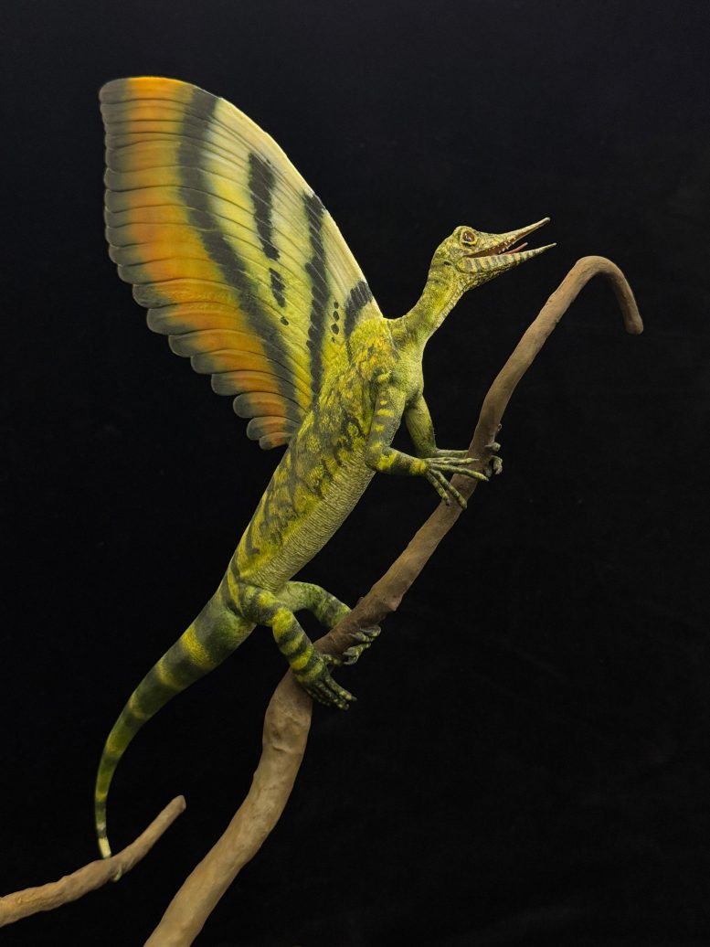 Model of Mirasaura Grauvogeli