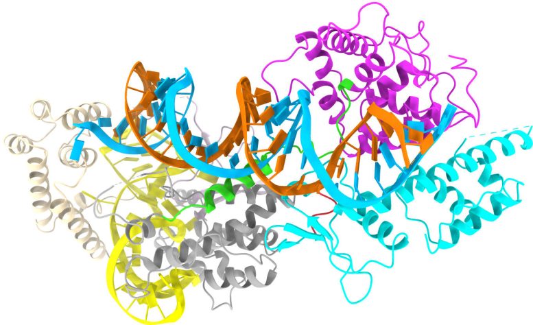 Model of a Minimal CRISPR Cas13bt3 Molecule