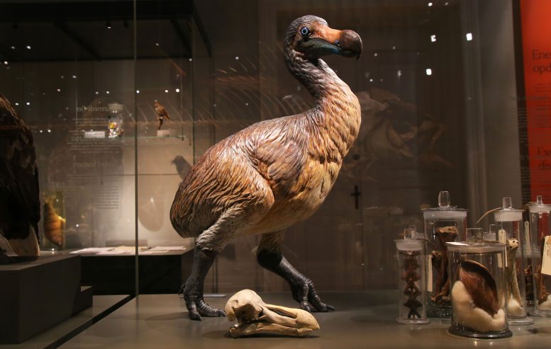 Model of the Extinct Dodo Next to a Cast of the Skull Exhibited at Natural History Museum Denmark