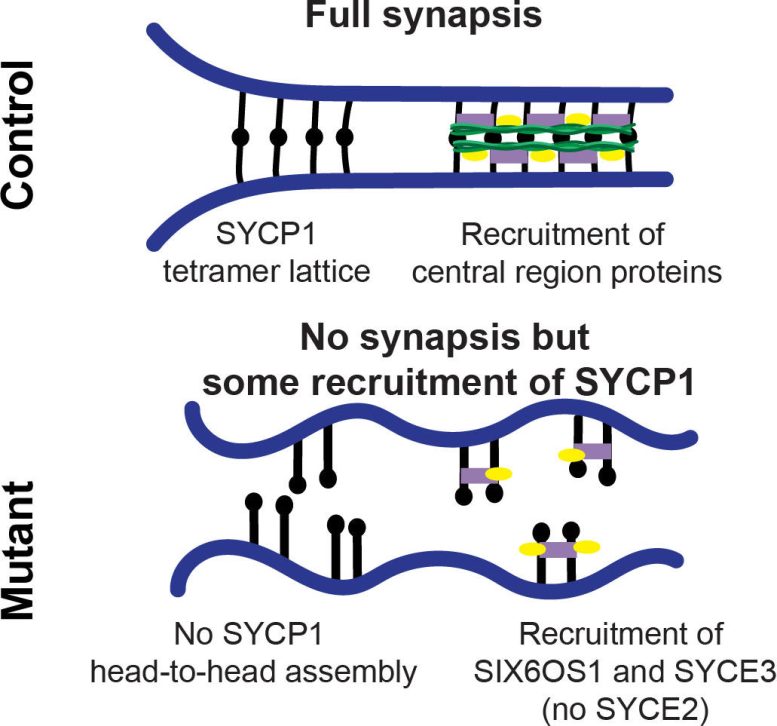 Model of the Synaptonemal Complex in Control and Mutant Mice