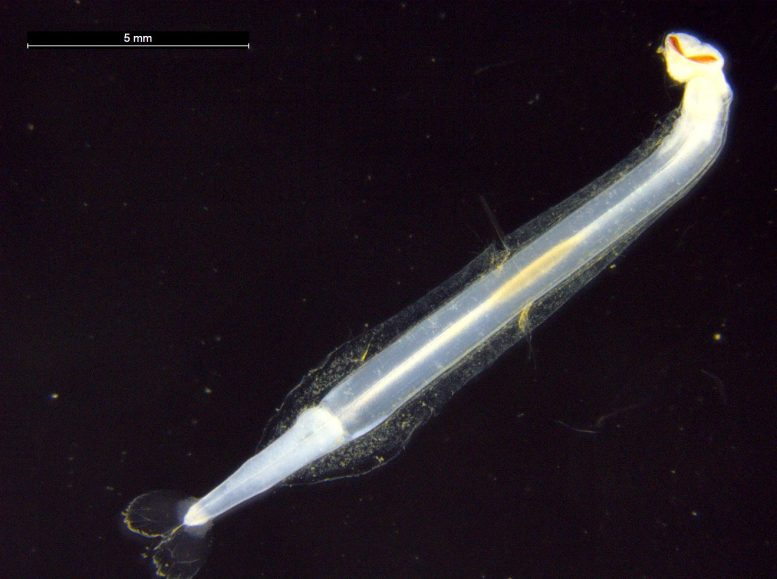 Modern Chaetognath From Antarctica