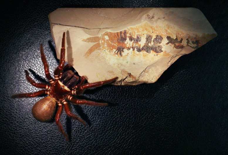 Modern Day Spider With Megachelicerax Cousteaui