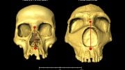 Modern Human and Archaic Neanderthal Skulls