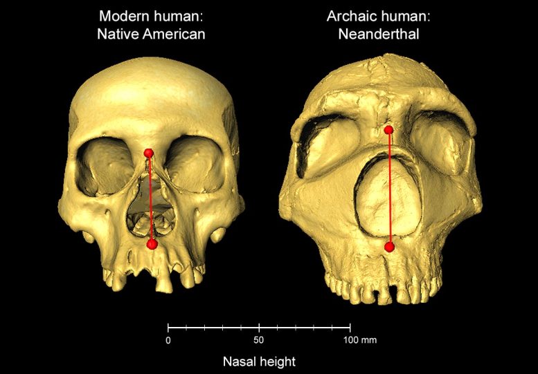 Modern Human and Archaic Neanderthal Skulls