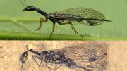 Modern Snakefly Fossil Comparison
