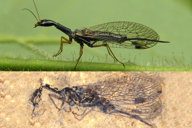 Modern Snakefly Fossil Comparison