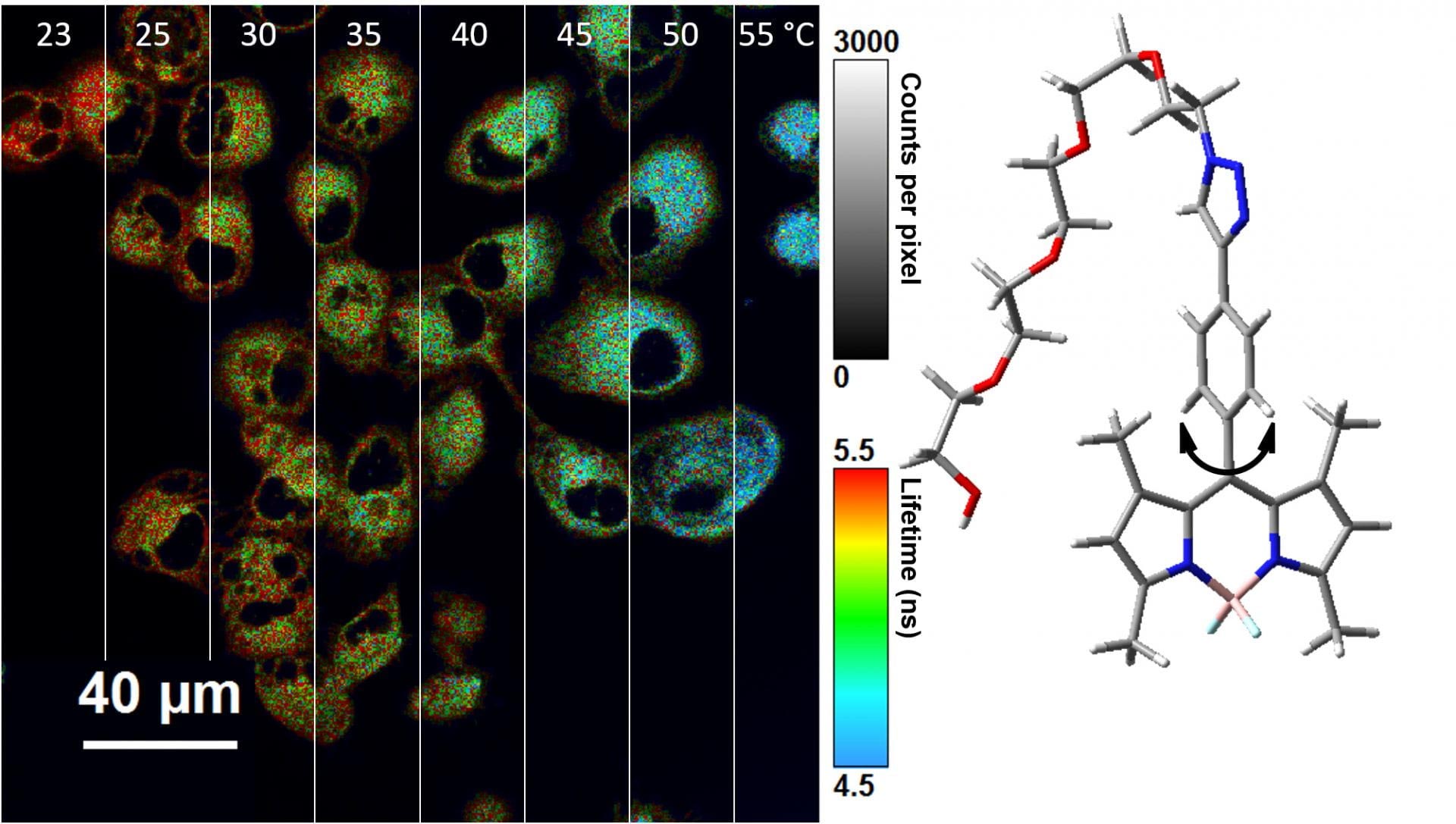 Modified Bodipy Molecules to Serve As Nano-Thermometers Inside Cells