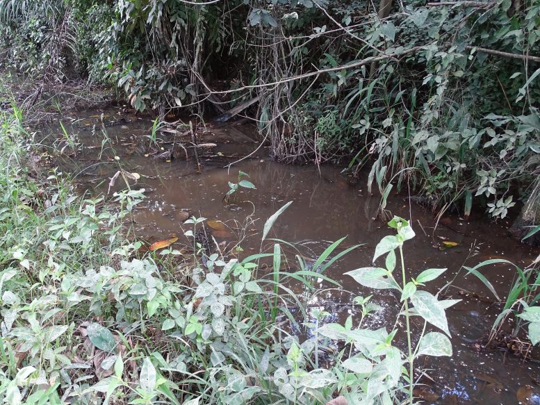 ����� �������� Moema Claudiae