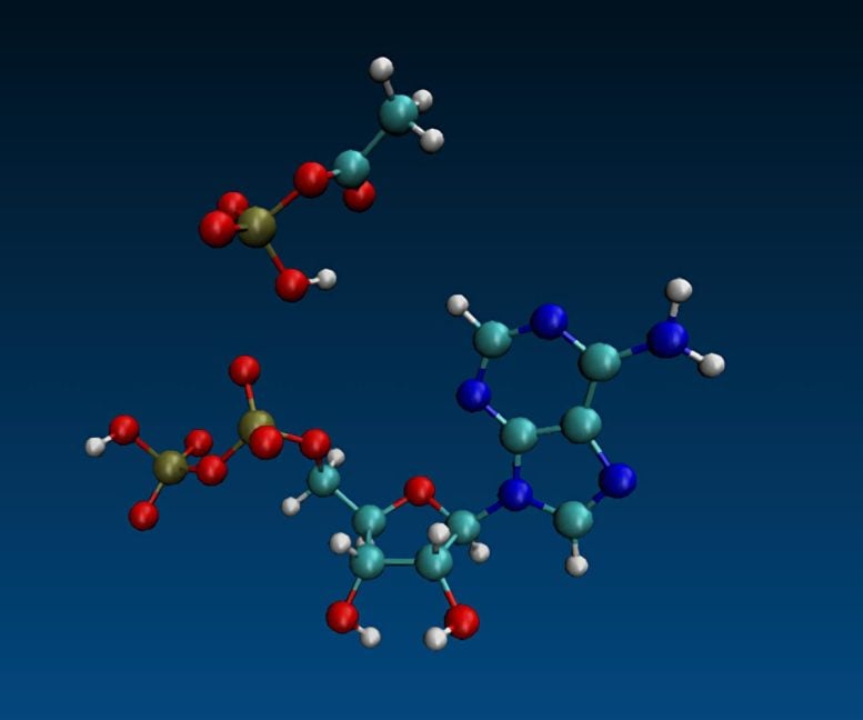 Molecular Dynamic Simulation of ADP and Acetyl Phosphate