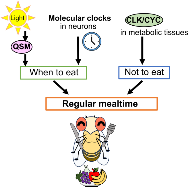 Molecular Mechanisms Behind Regular Feeding Cycles in Fruit Flies