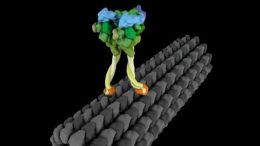 Molecular Motor Dynein Exhibts Strut Like Movement