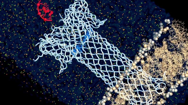 Molecular Simulation Engineered Aerolysin Pore Translocating DNA