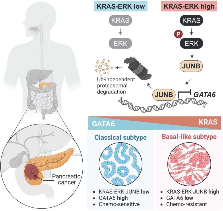 Molecular ‘Switch’ Could Make Pancreatic Cancer More Treatable