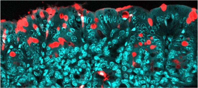 Molecules Crossing the Colon Epithelium Through Goblet Cell Pathways (Red Fluorescence).