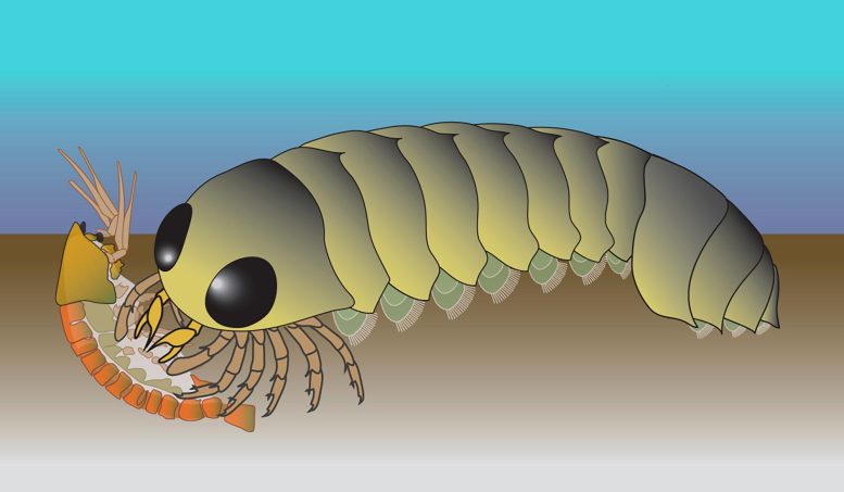 Mollisonia Reconstruction