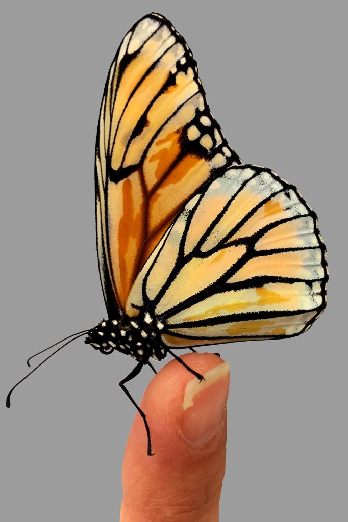 Monarch Butterfly Mutant Generated Using Gene Editing Tool