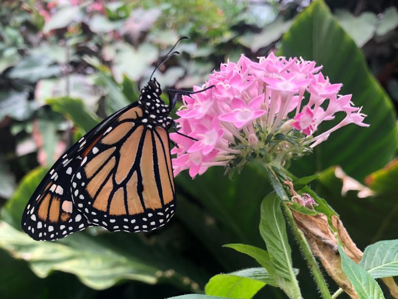 Monarch Butterfly on a Milkweed Plant