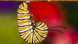 Monarch Caterpillar Pupating