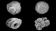 Mongolian Microfossils Shed Light on the Rise of Animals on Earth